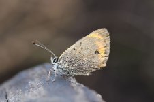 Small Copper lt 1.jpg