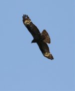 Honey Buzzard Pau.jpg