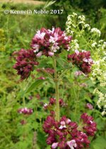 marjoram ex IMG_6524 (800).JPG