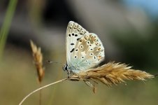 Chalkhill Blue lt 3.jpg