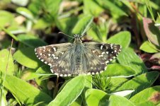 Large Grizzled Skipper lt 2.jpg