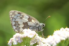 Marbled White lt 5.jpg