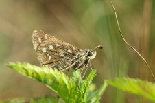 Silver-spotted Skipper lt 2.jpg