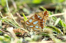 Queen of Spain Fritillary lt 1.jpg