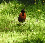 american robin 3.JPG