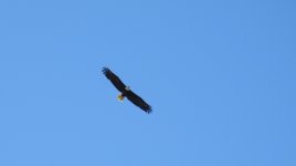 bald eagle A.JPG