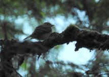 pacific slope flycatcher 1.JPG