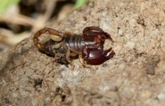 Euscorpius sp Lesvos ref Rein enquiry 2017.JPG