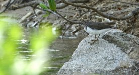 DSC08244 Common Sandpiper @ Pui O.jpg