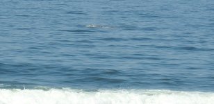 gray whale 1.JPG