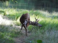 mule deer 2.JPG