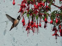 rufous hummingbird 2 small.JPG