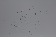 Black Kite.JPG