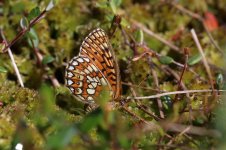 Bog Fritillary lt 2.jpg