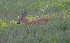 Deer 01 - Parker River NWR 05.06.16.jpg