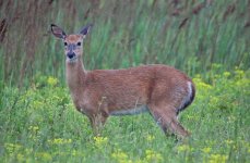 Deer 02 - Parker River NWR 05.06.16.jpg