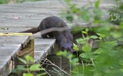 Mink - Parker River NWR 07.06.16.jpg