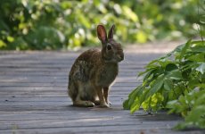 Rabbit - Parker River NWR 06.06.16.jpg