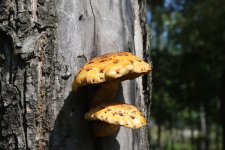 Fungi1 (1).jpg