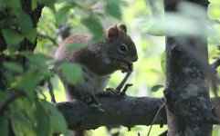 Squirrel 01 - Parker River NWR 07.06.16.jpg