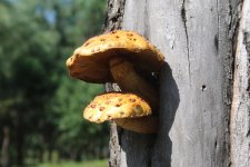 Fungi1 (2).jpg