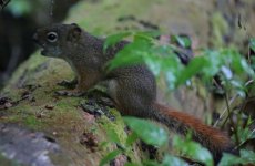 Squirrel 02 - Trudeau Road, Bethlehem 10.06.16.jpg