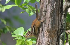 Chipmunk 01 - Great Meadows NWR, Concord 11.06.16.jpg