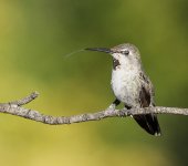 Hummer Anna's 2013-06-01 023.jpg