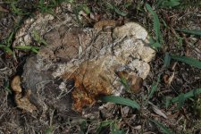 Fungi - Mold ?.jpg