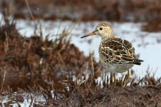 20170916_Pectoral_Sandpiper (2).JPG