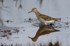 20170916_Pectoral_Sandpiper (3).JPG