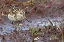 20170916_Pectoral_Sandpiper (4).JPG