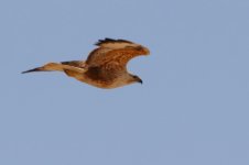 20170407 (3)_Long-legged_Buzzard.JPG