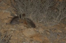 20170407 (11)_Desert_Red_Fox.JPG