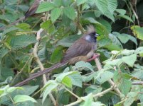 Speckled Mousebird klein.jpg