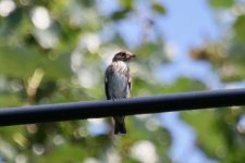 Dark-sided Flycatcher.jpg