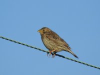 Corn Bunting.jpg