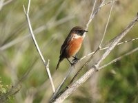 Stonechat.jpg