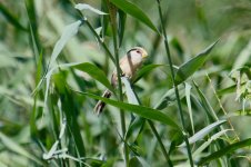 Reed Parrotbill.jpg