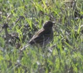 Meadow Pipit.JPG