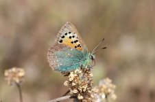 Provence Hairstreak sp 2.jpg