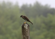 crested goshawk2.JPG