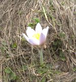 pasqueflower small.jpg