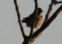 bluethroat 2.JPG