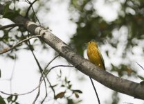 Yellow warbler.jpg