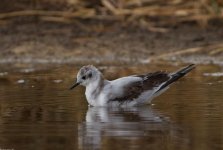 Little gull Harimada Marsh cc Stylianos Zannetos 071017.JPG