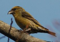 CROSSBILL3.JPG