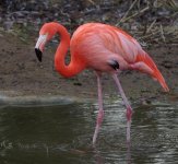 Flamingo.jpg