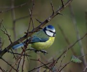 Blue Tit.jpg