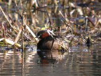 tn_Little Grebe at Beaulieu 2007 8.JPG